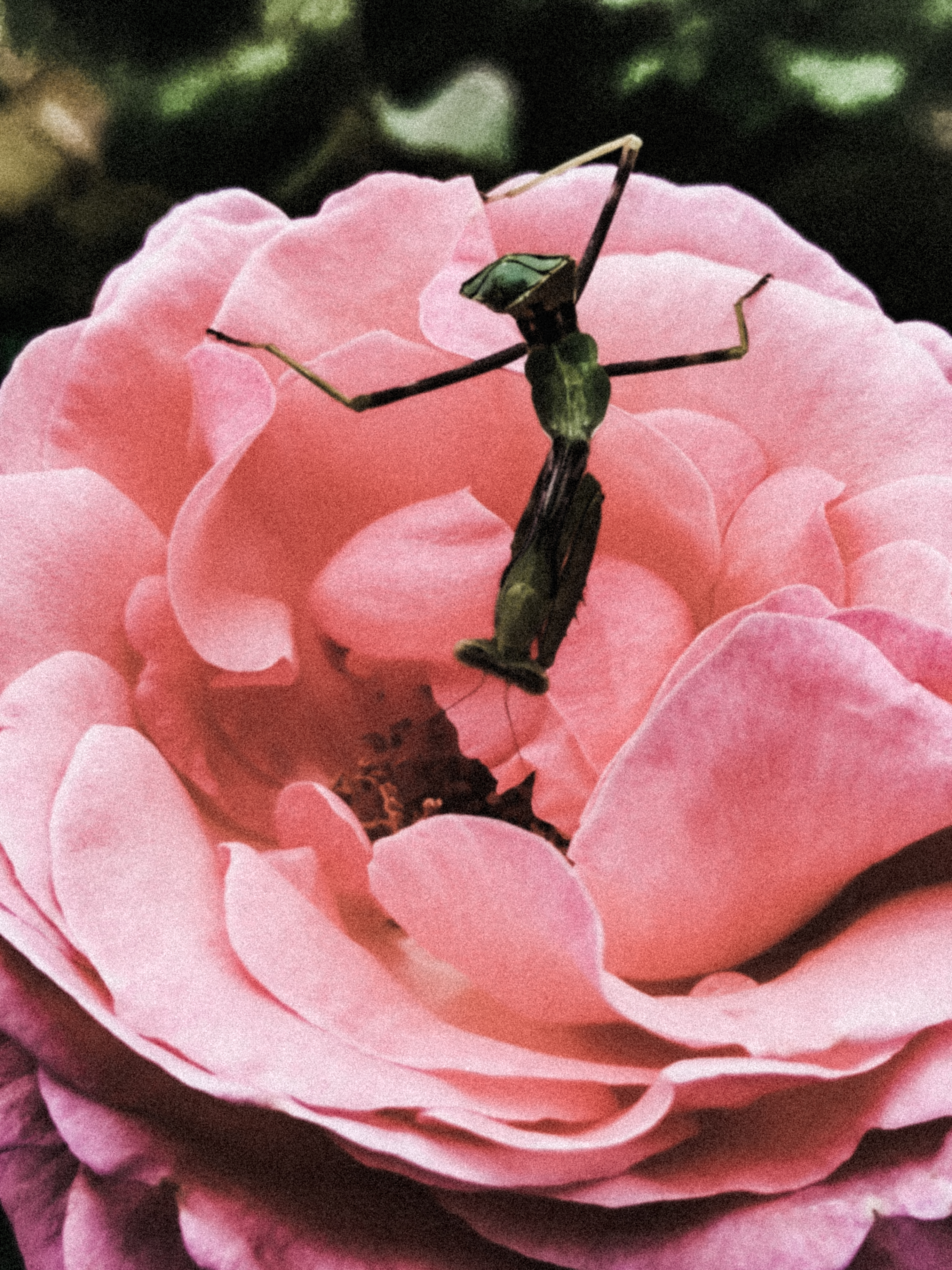 Ariadna A. Mogollón